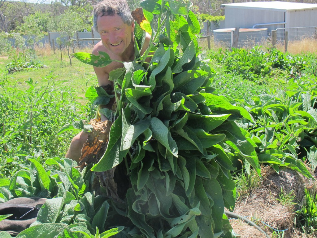 Graeme and his beloved and magic comfrey.